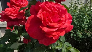 20250521_154013 rose de la chapelle ST Antoine